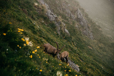 Mountain goats on grass