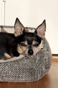 Portrait of dog relaxing at home