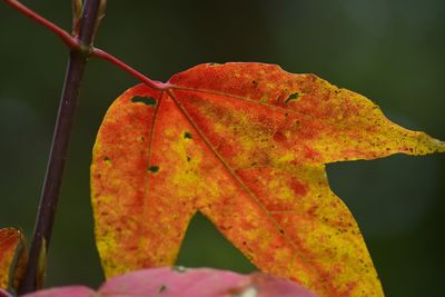 leaf