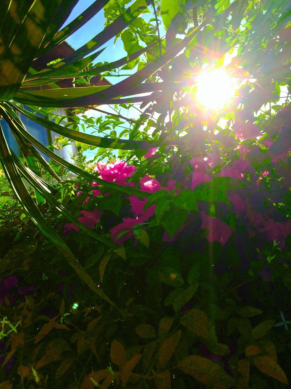 sun, growth, sunbeam, sunlight, flower, low angle view, leaf, lens flare, beauty in nature, tree, freshness, nature, fragility, plant, sunny, sky, petal, day, bright, outdoors