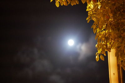 Low angle view of illuminated flowering plants against sky at night