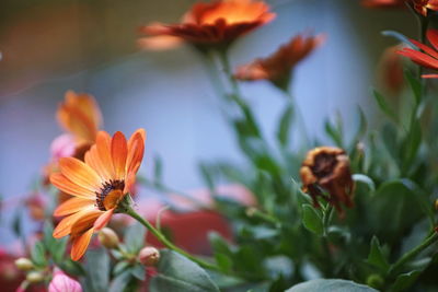 Close-up of insect on orange flowering plant