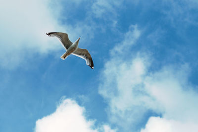 Low angle view of seagull flying against sky