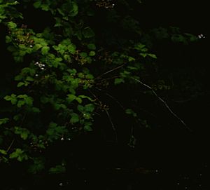 Low angle view of trees against the sky