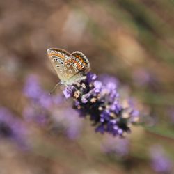 Close-up of butterfly on purple flower