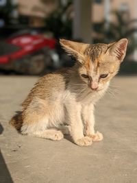 pet