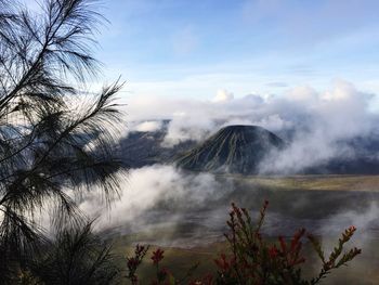 Low angle view of trees against sky