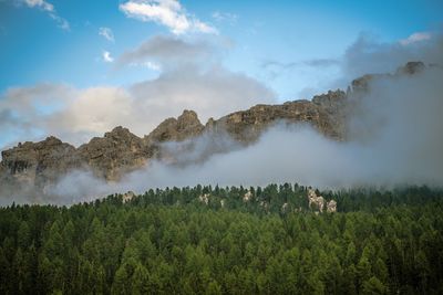 Panoramic shot of trees on land against sky