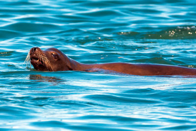 View of turtle in sea