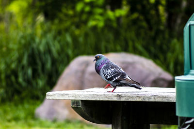 Close-up of bird perching on wooden post