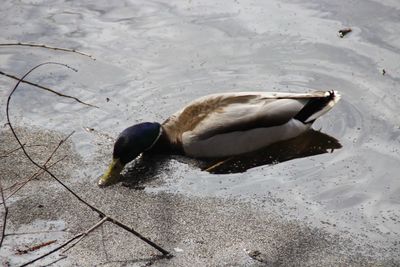 High angle view of duck swimming in water