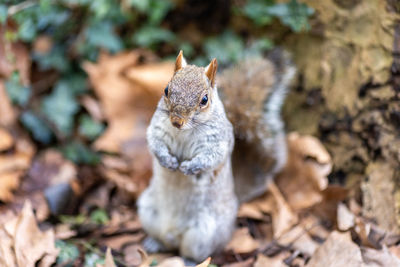 Close-up of squirrel