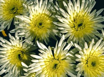 Close-up of yellow flowering plant