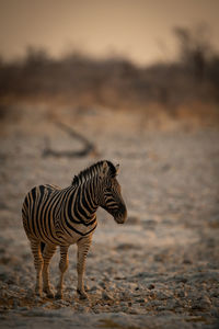 Plains zebra stands on rocky salt pan