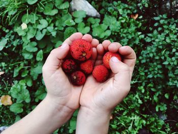 Cropped image of hand holding strawberries