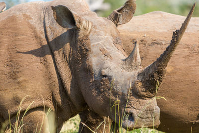 Close-up of lizard on tree