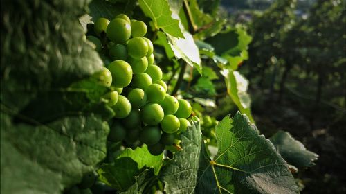 Close-up of grapes growing in vineyard