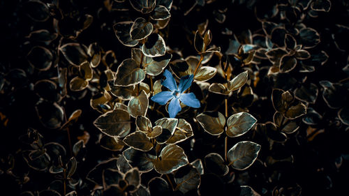 Full frame shot of flowering plants