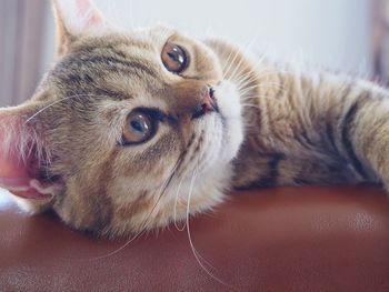 Close-up of cat at home