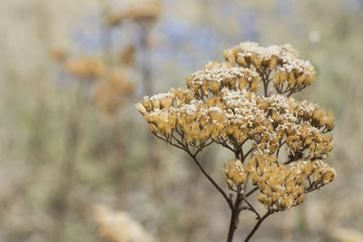 Dry autumn plant close-up and macro, nature background