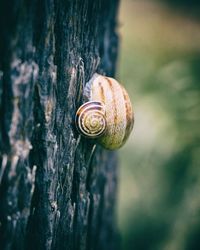 Close-up of snail on tree trunk