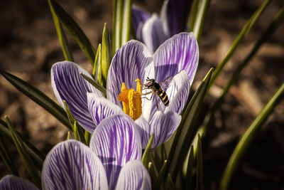 Close-up of purple crocus flowers