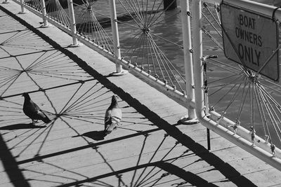 High angle view of pigeons on bridge over river