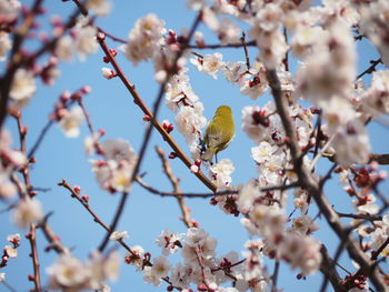 Close-up of cherry blossom