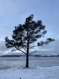 Tree on snow covered field against sky