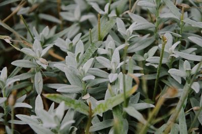 Close-up of plants