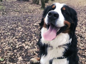 Close-up of dog yawning