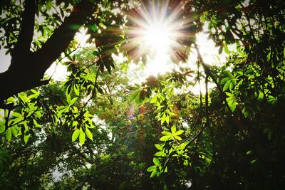 Sun shining through trees