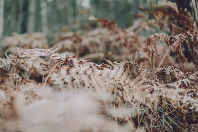 Close-up of dry plants on snow covered land