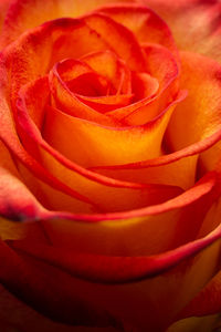 Close-up of red rose