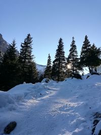 Snow covered pine trees against sky