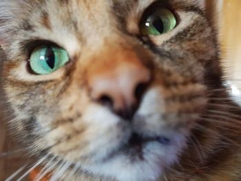 Close-up portrait of cat