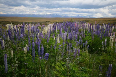 Purple flowering plants on field against sky