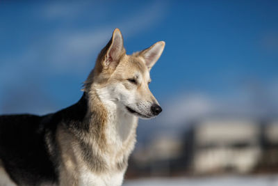 Close-up of a dog looking away