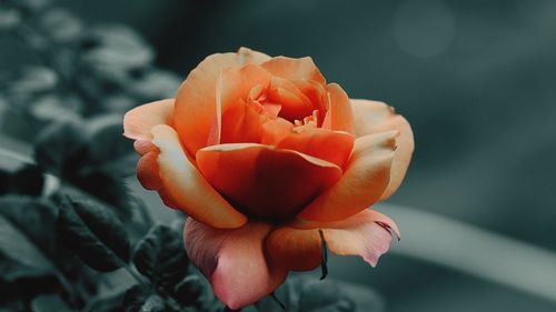 Close-up of rose flower