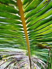 Close-up of palm tree leaves