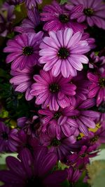 Close-up of pink flowers