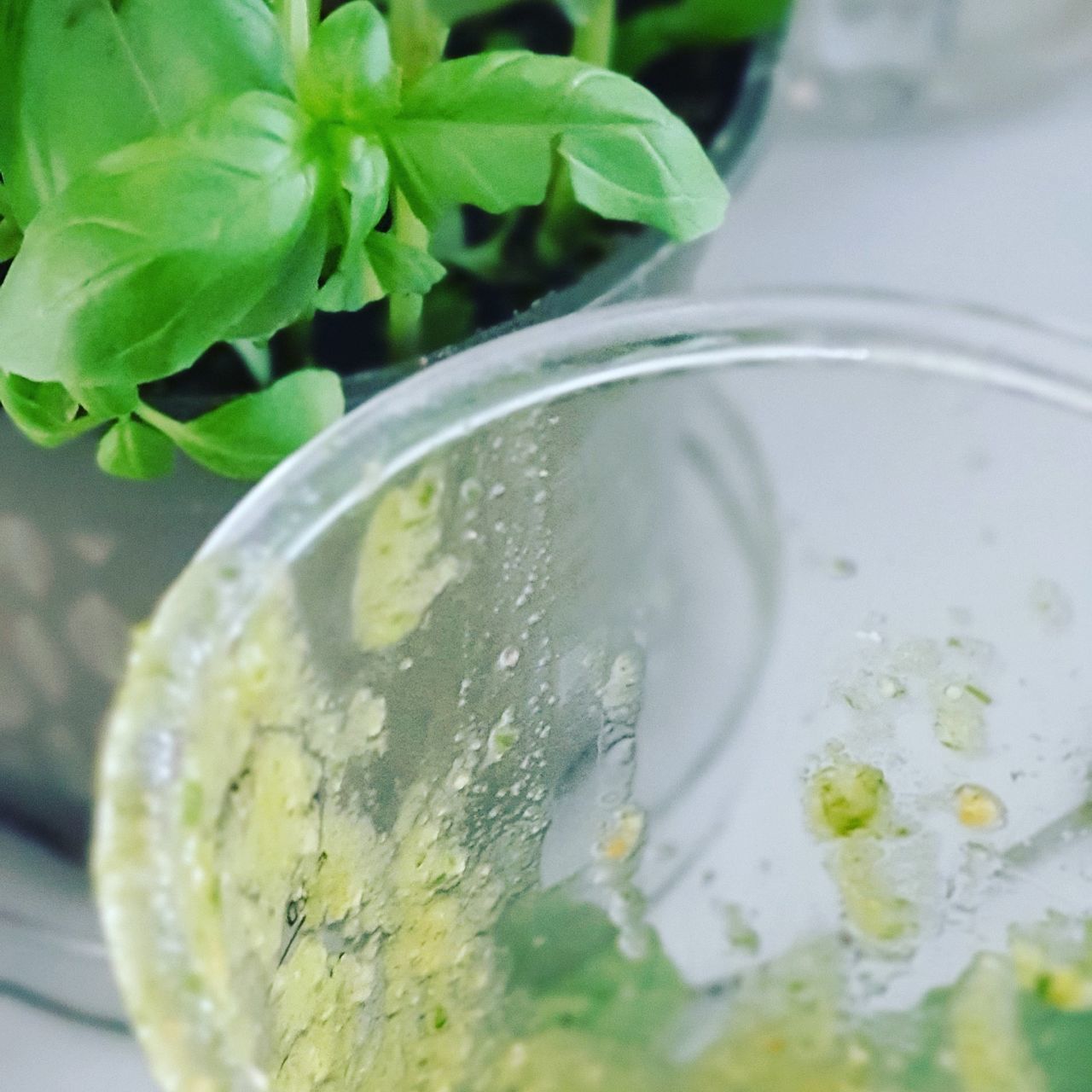 leaf, close-up, plant part, drink, plant, household equipment, nature, no people, drinking glass, indoors, water, glass, food and drink, selective focus, lemonade, freshness, glass - material, refreshment, food, herb, mint leaf - culinary, tonic water