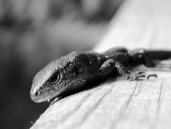 Close-up of lizard