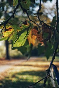 Close-up of autumn leaves on tree