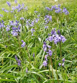 Close-up of purple flowers blooming in field