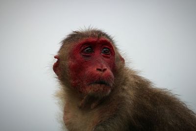 Portrait of monkey against white background