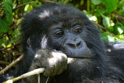 Close-up of a monkey