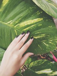 Close-up of hand touching leaf