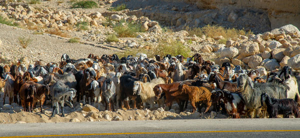 Shepherd with many goats in jordan crossing the road near the dead sea