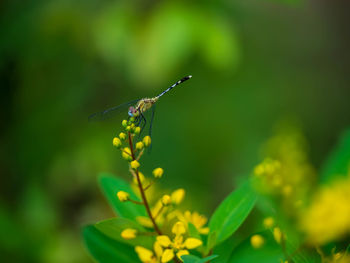 Close-up of insect on flower